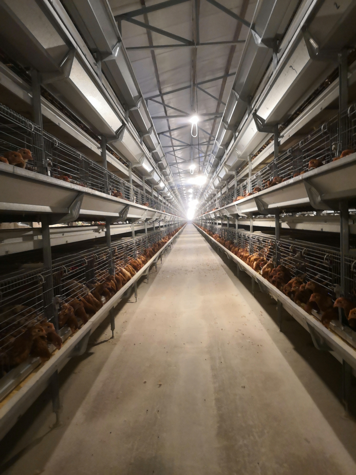 60天海兰褐青年鸡