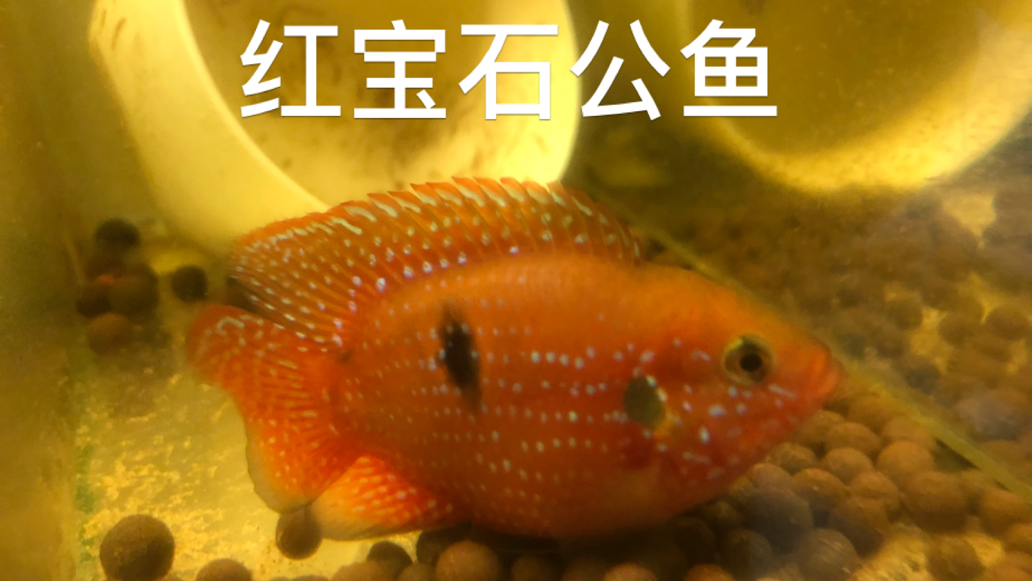 水族馆有些鱼为什么只能买到公鱼买不到母鱼红宝石鱼、丽丽鱼等等