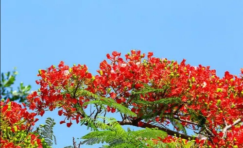 火焰般的凤凰花映红海南岛