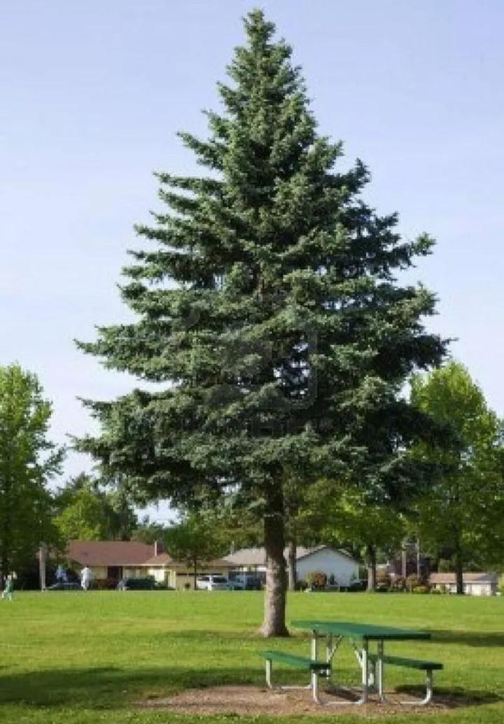 俗话"不怕蛤蟆进家门,就怕三树立门头",三树是哪三种树?