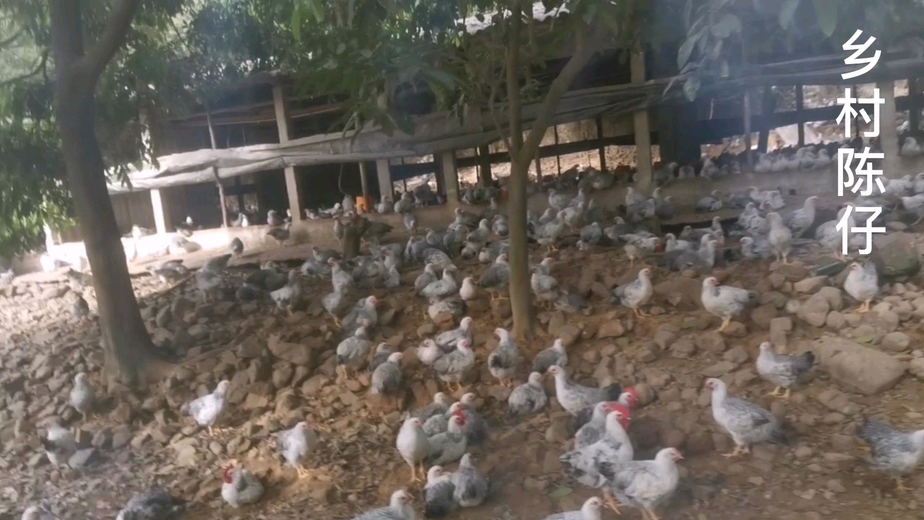 乡村山地养鸡,果园走地稻花鸡又叫雪花鸡,好吃又好看