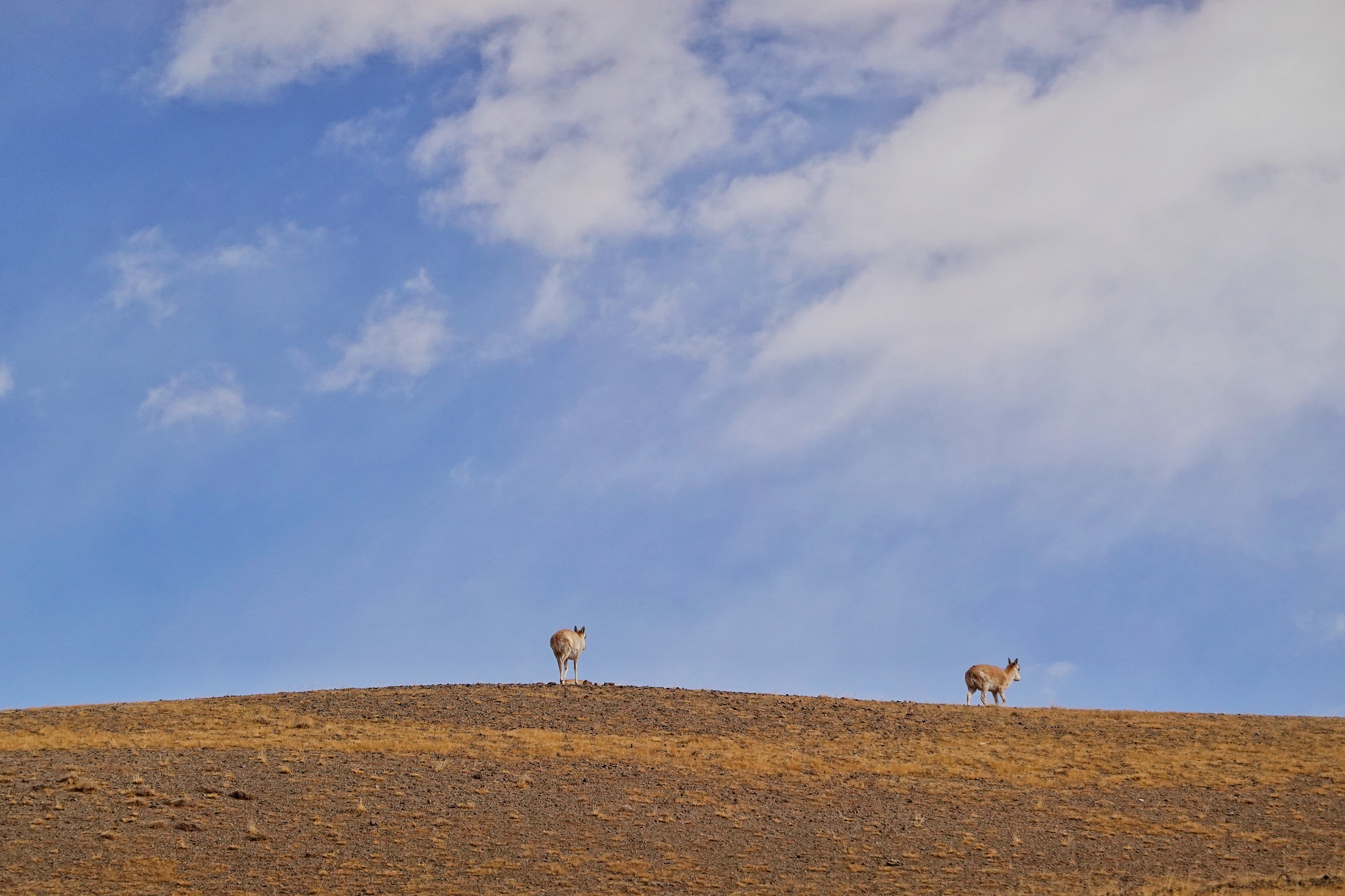 藏北草原的母藏羚羊