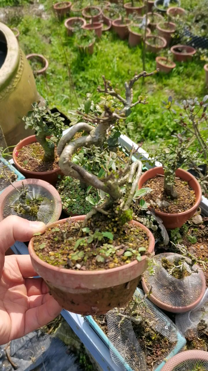 长寿梅红花一号