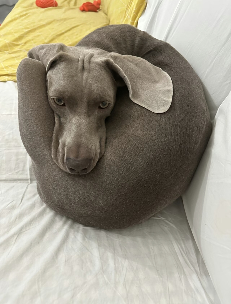 网友:请问这是什么造型,挺别致呀,来自一只狗狗大清早的emo瞬间