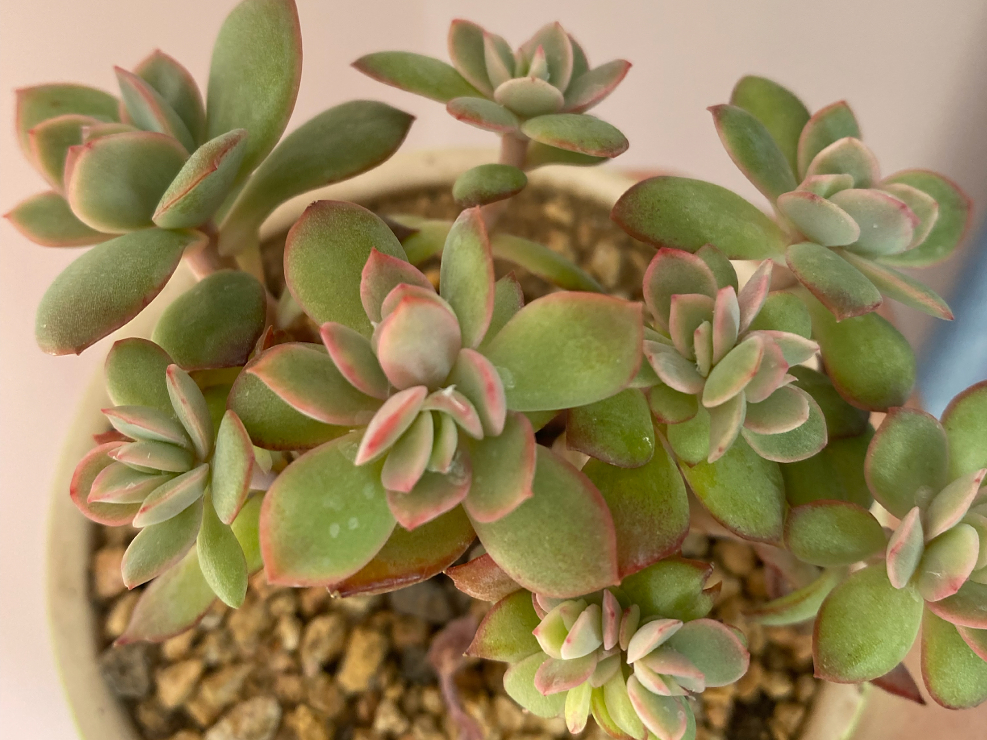 夏季绿如菜,秋冬红如火的绮罗,多肉中的5好品种,你养了吗?