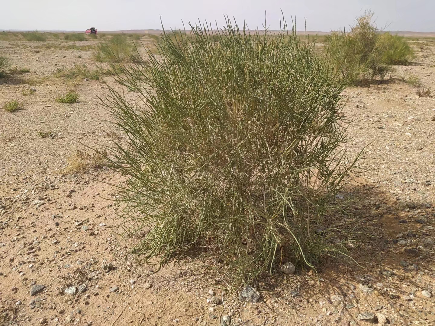 蚂蚁森林的种梭梭树,你参与了吗?