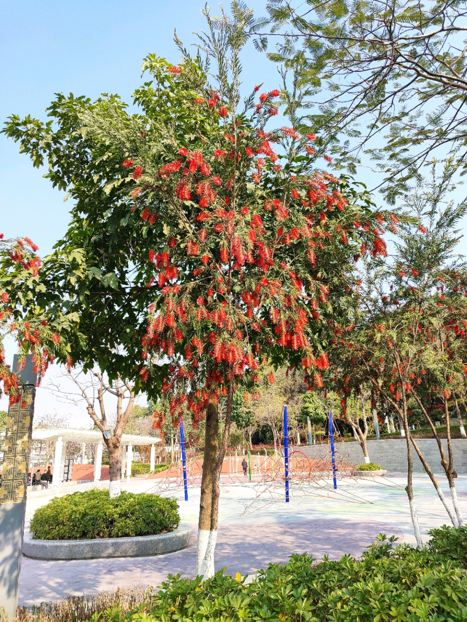 刚认识一棵吉祥树——垂枝红千层,也叫串钱柳,见者吉祥,大吉大利!
