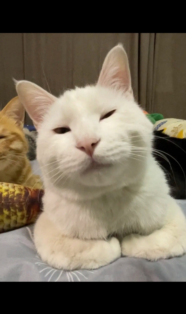 就喜欢这种不屑的眼神,更爱它了