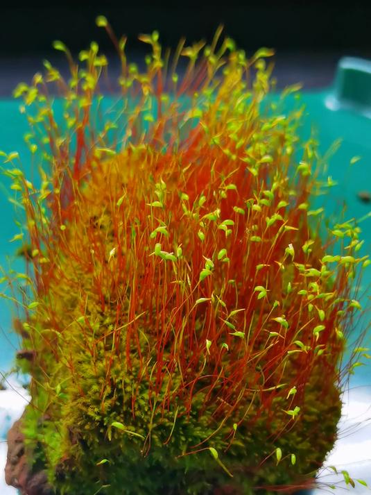 认识苔藓孢子形态:这是春季的苔藓孢子形态