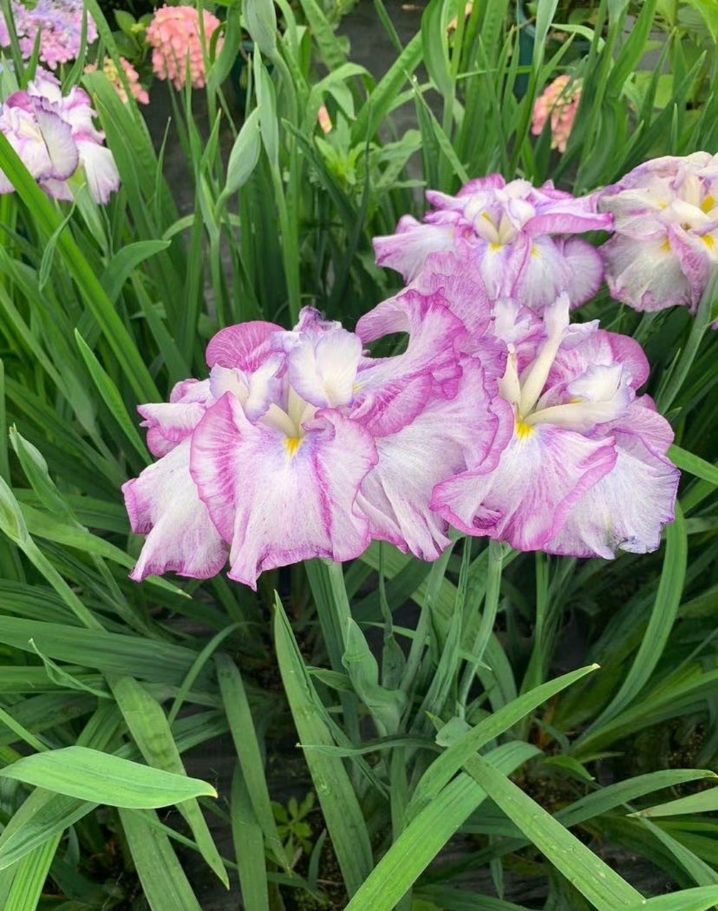 花菖蒲指隶属于鸢尾科鸢尾属的玉蝉花(risensara thunb.