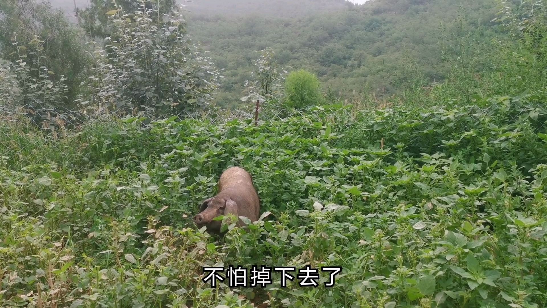 上山挖野菜遇见了野猪,密密麻麻的野菜,猪竟然也吃的这个菜