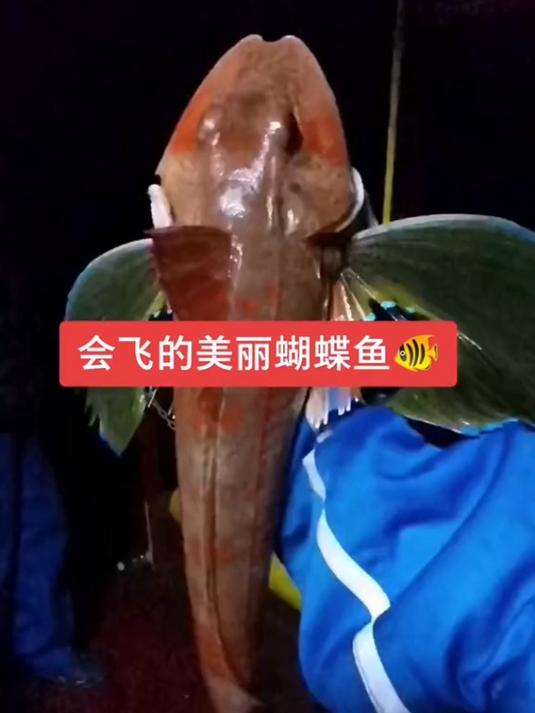 会飞的美丽蝴蝶鱼