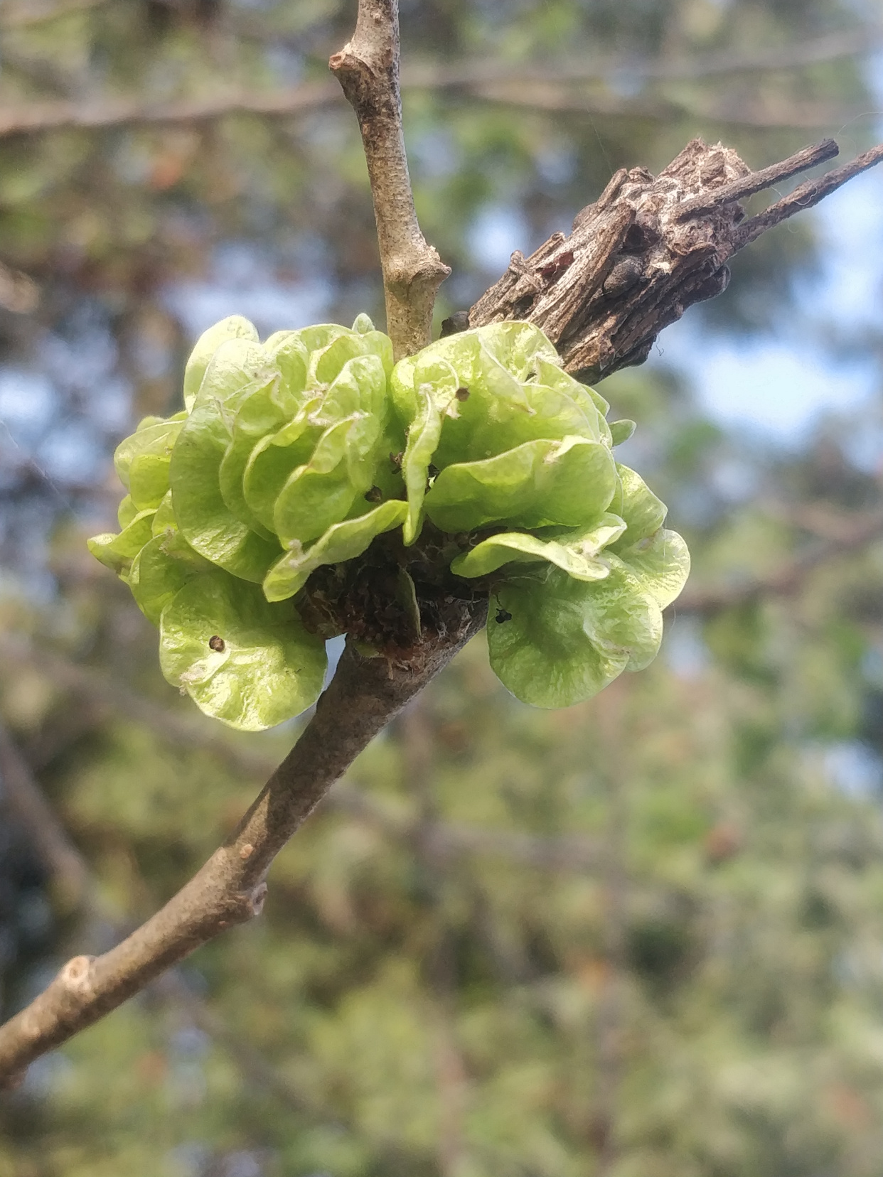 榆钱是榆树的什么(榆钱是榆树的什么东西)