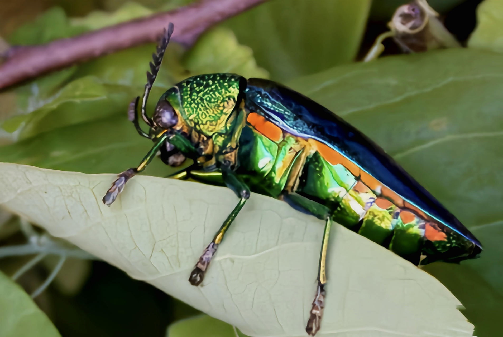 每天认识一种昆虫——宝石吉丁虫 宝石吉丁虫又名