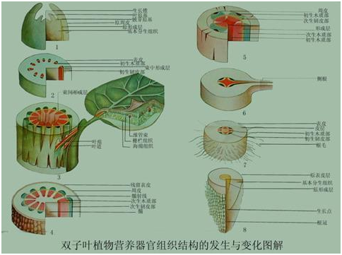 茎的基本结构示意图图片