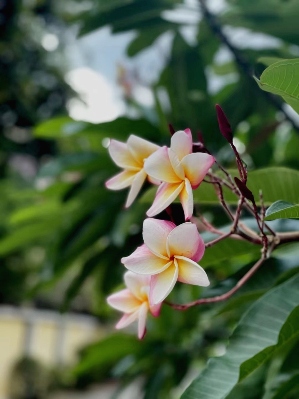 泰国的红鸡蛋花,挺好看的.