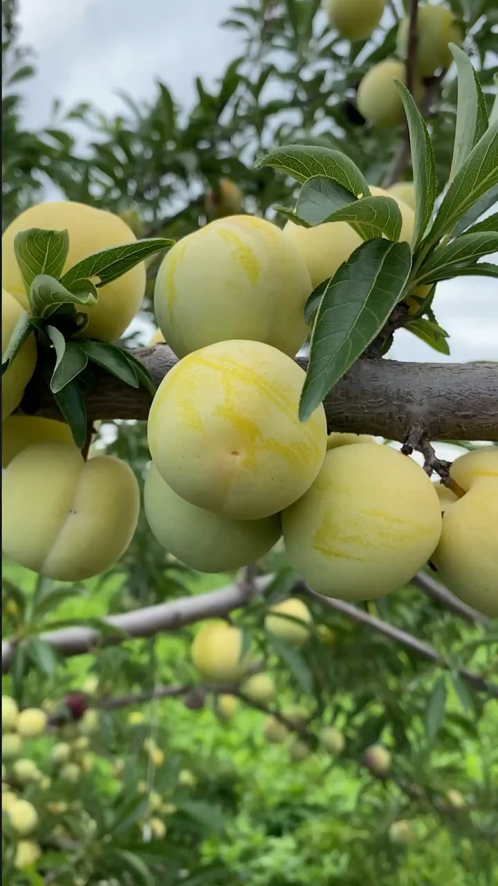 清泉蜜脆李子苗 植株长势旺盛 丰产性强 果实硬度高 晚熟李子品种