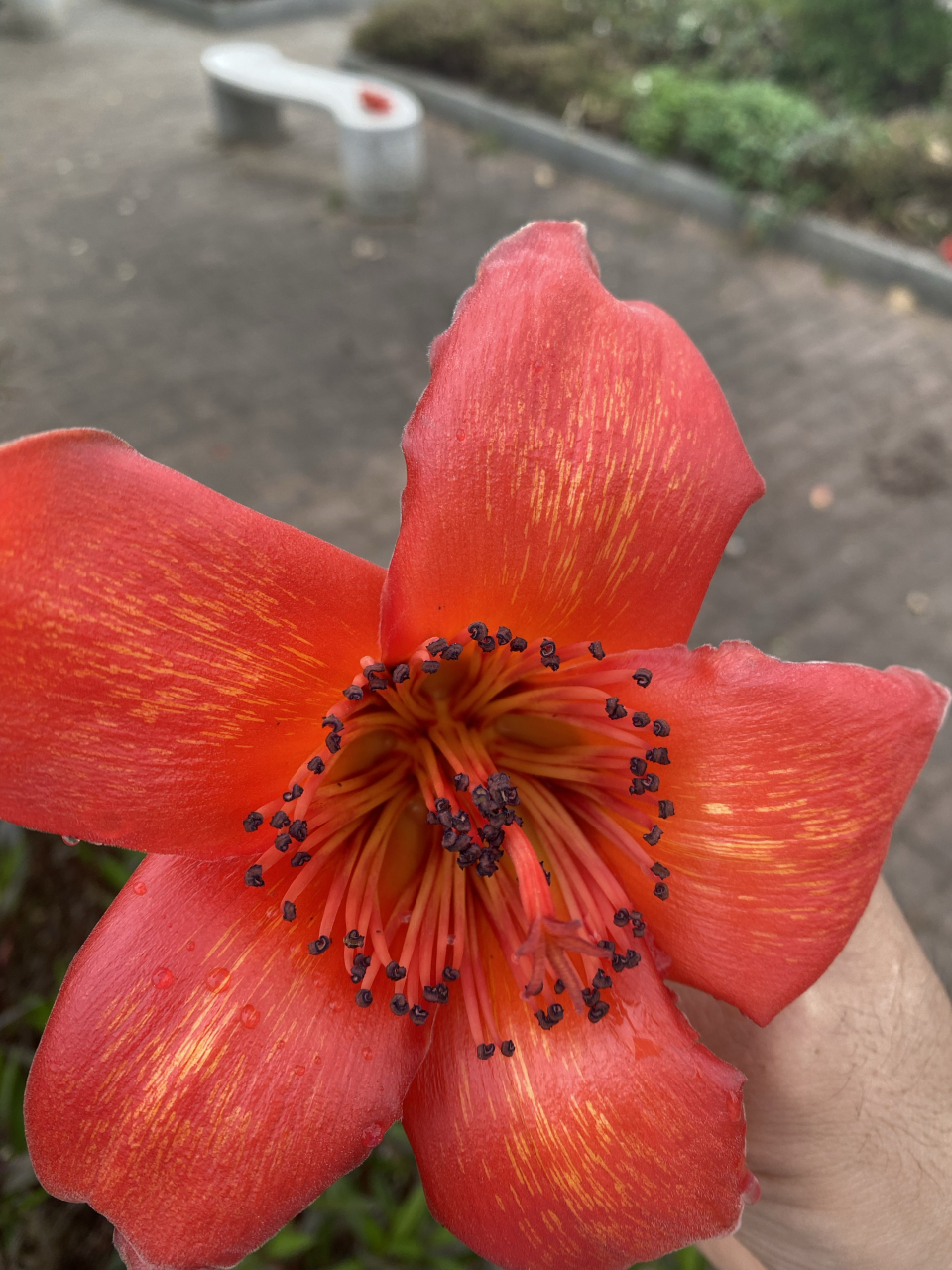 木棉花花蕊里面的糖水,有没有人喝过甜甜的浓浓的木棉花的味道.