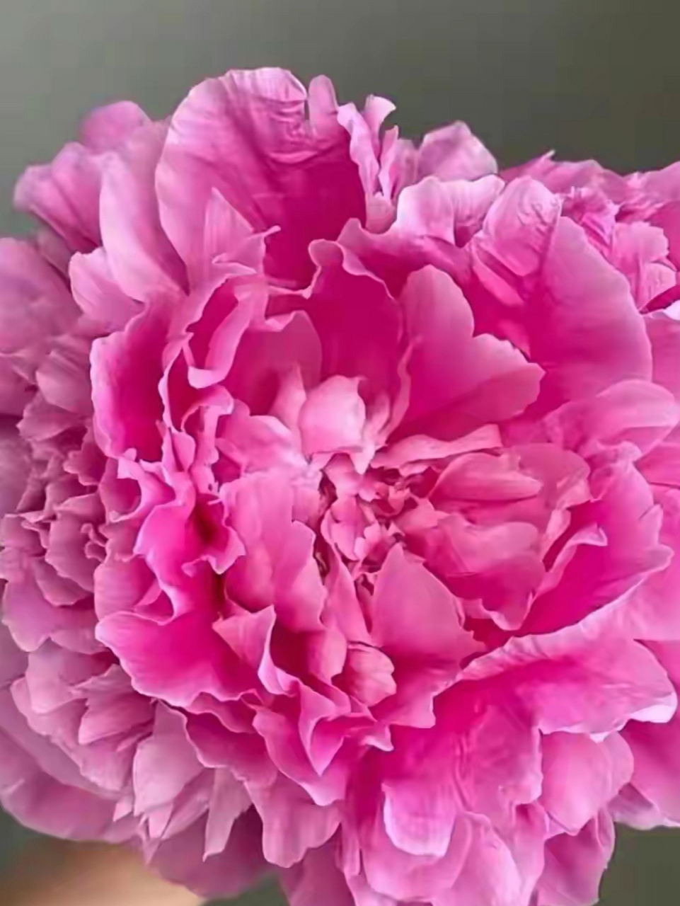 不同品种的粉色芍药,太美了!