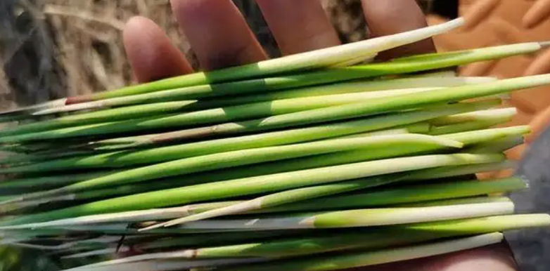 古蒂是什么植物?