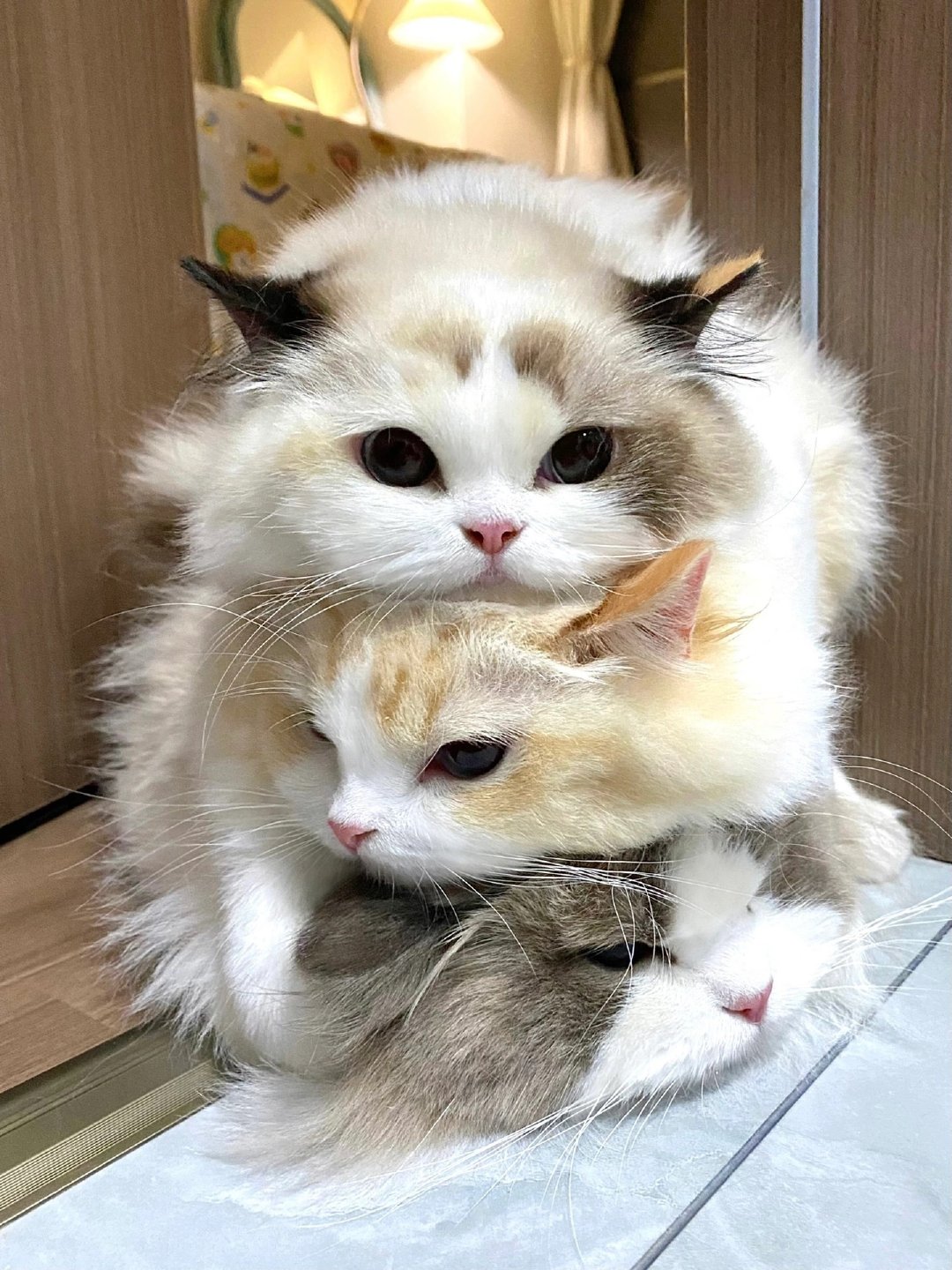 叠猫猫中间wink的那只可爱到犯规了啊 猫咪