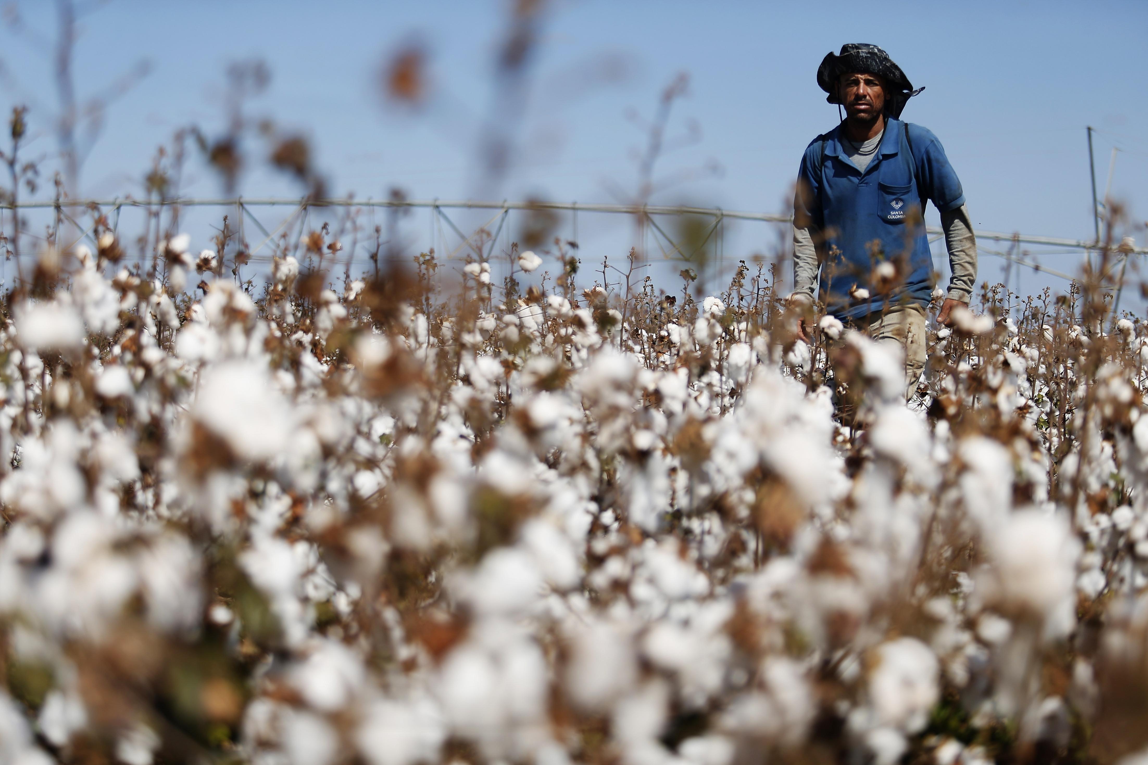 磐石永盛(北京)投资基金管理有限公司—巴西将成最大棉花出口国