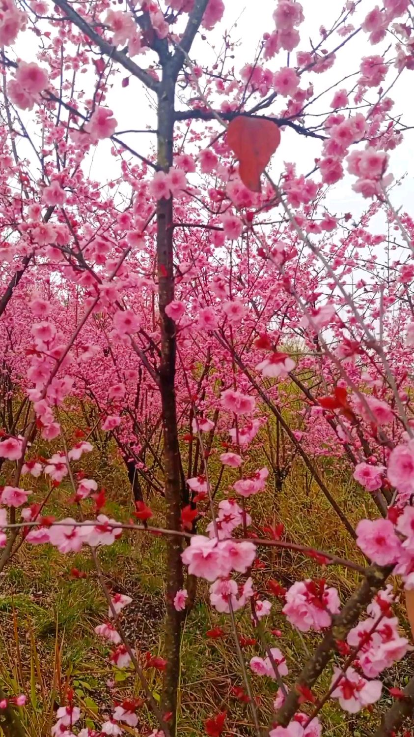 修文阳明山桃树映红