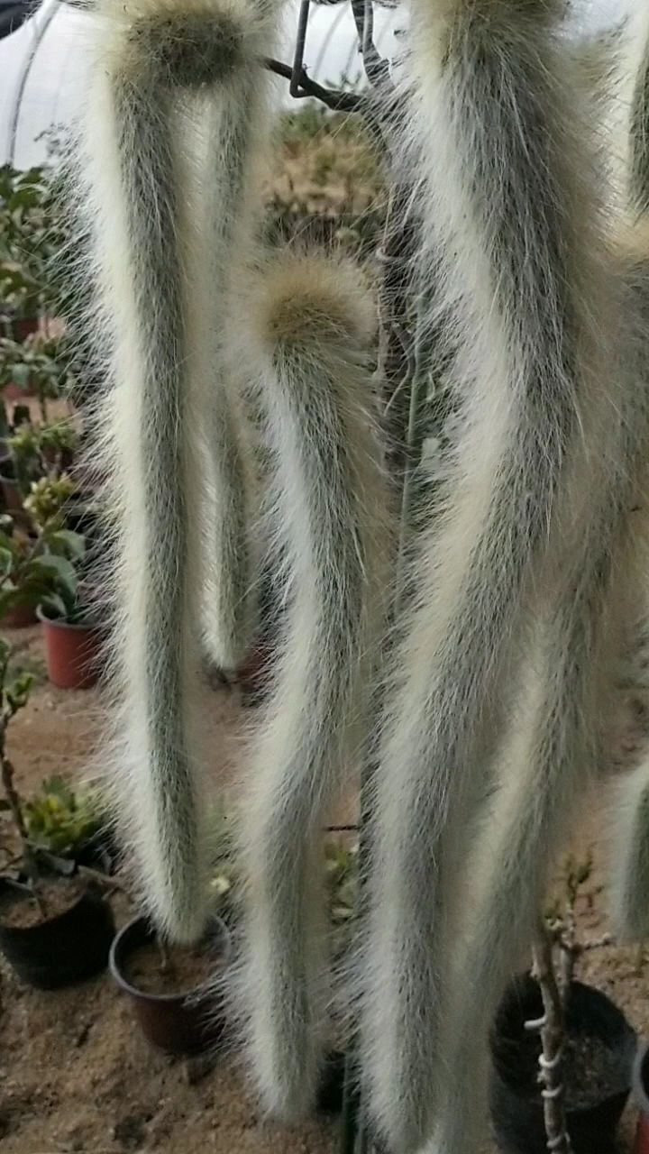 叶仙嫁接长毛猴尾柱.开花了更美-度小视