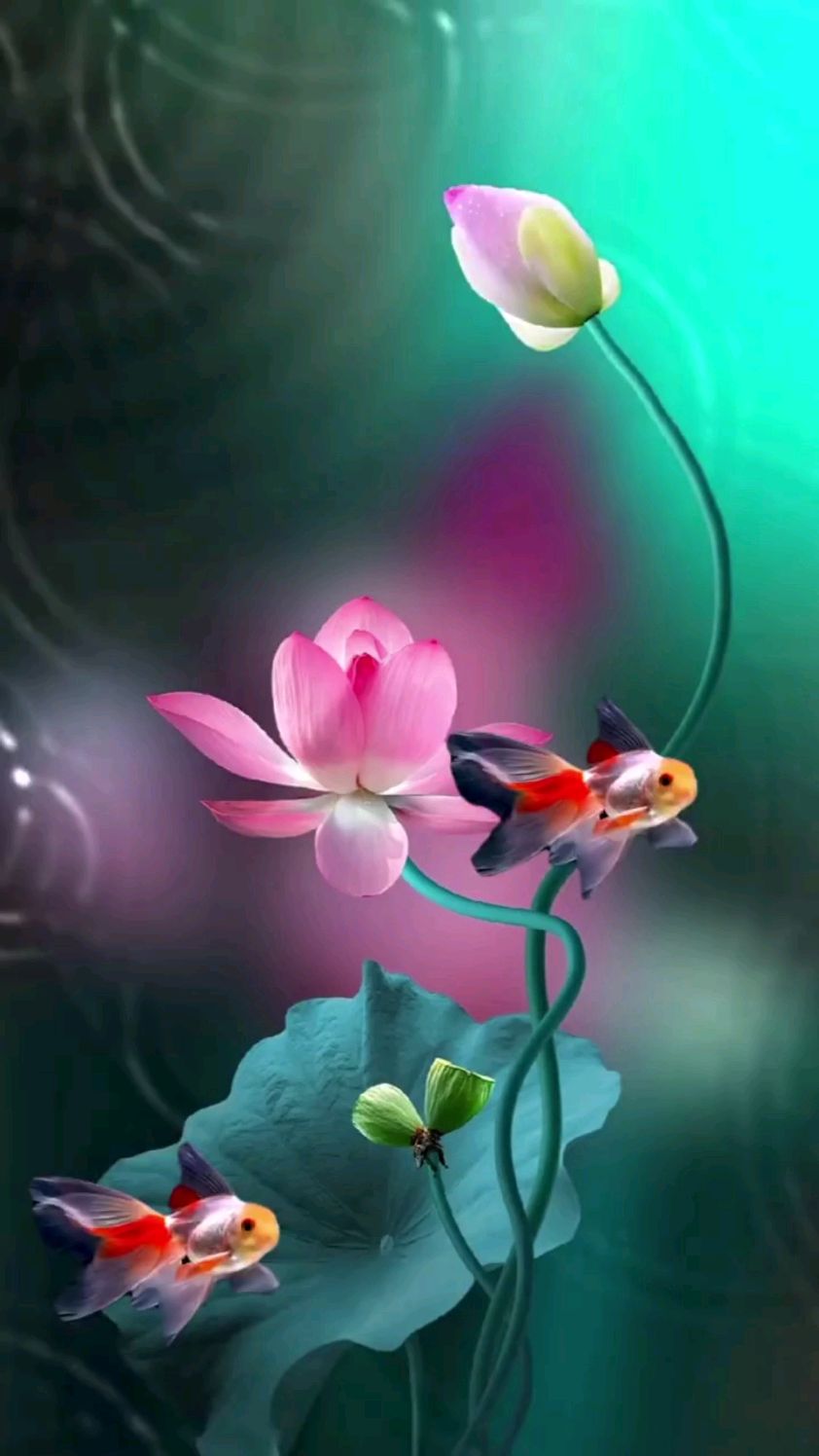 鱼戏莲叶间,鱼戏莲叶东,鱼戏莲叶西,鱼戏莲叶南,鱼戏莲叶北.-度小视