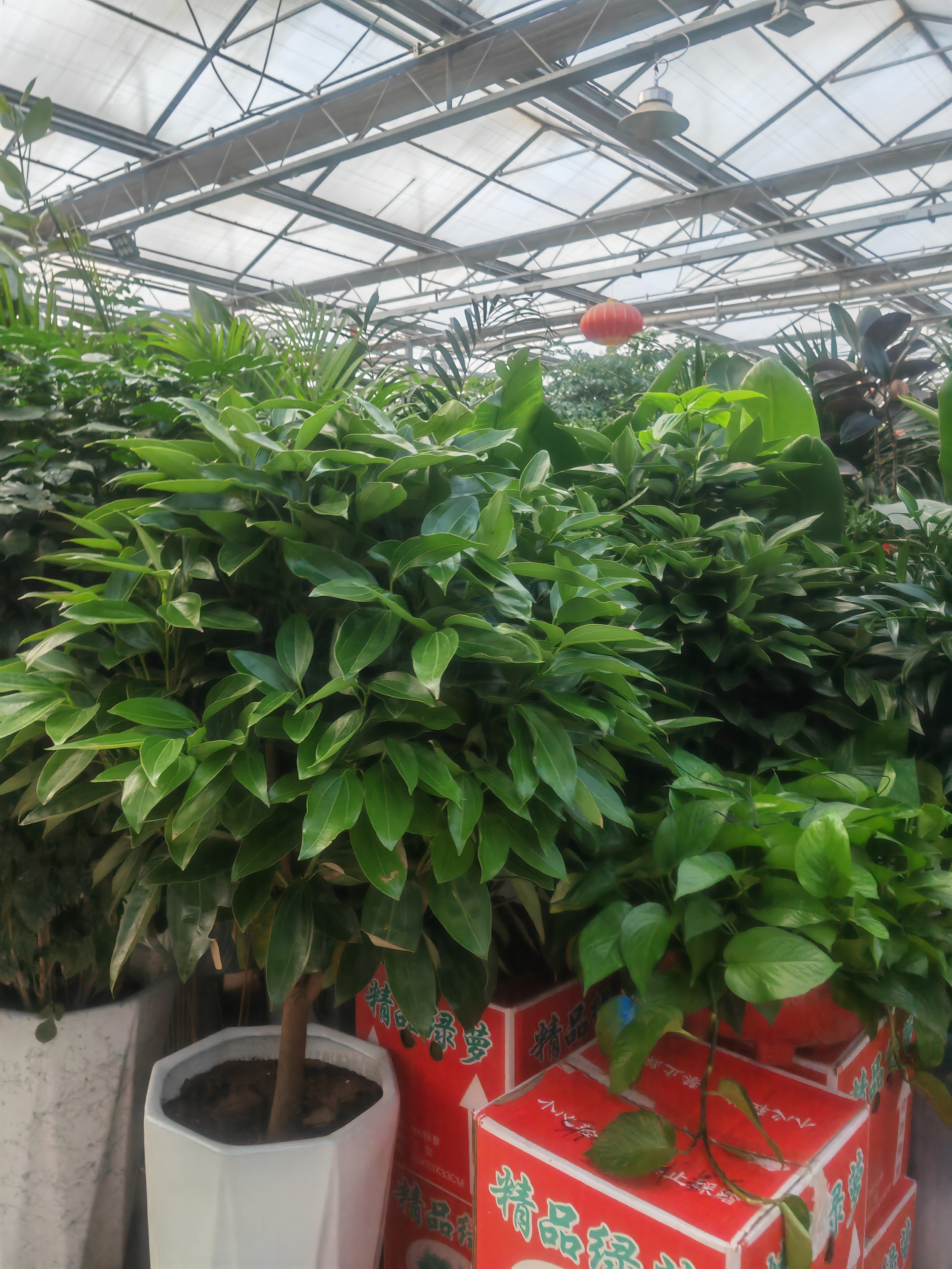 百树oa(百树oa登录入口)