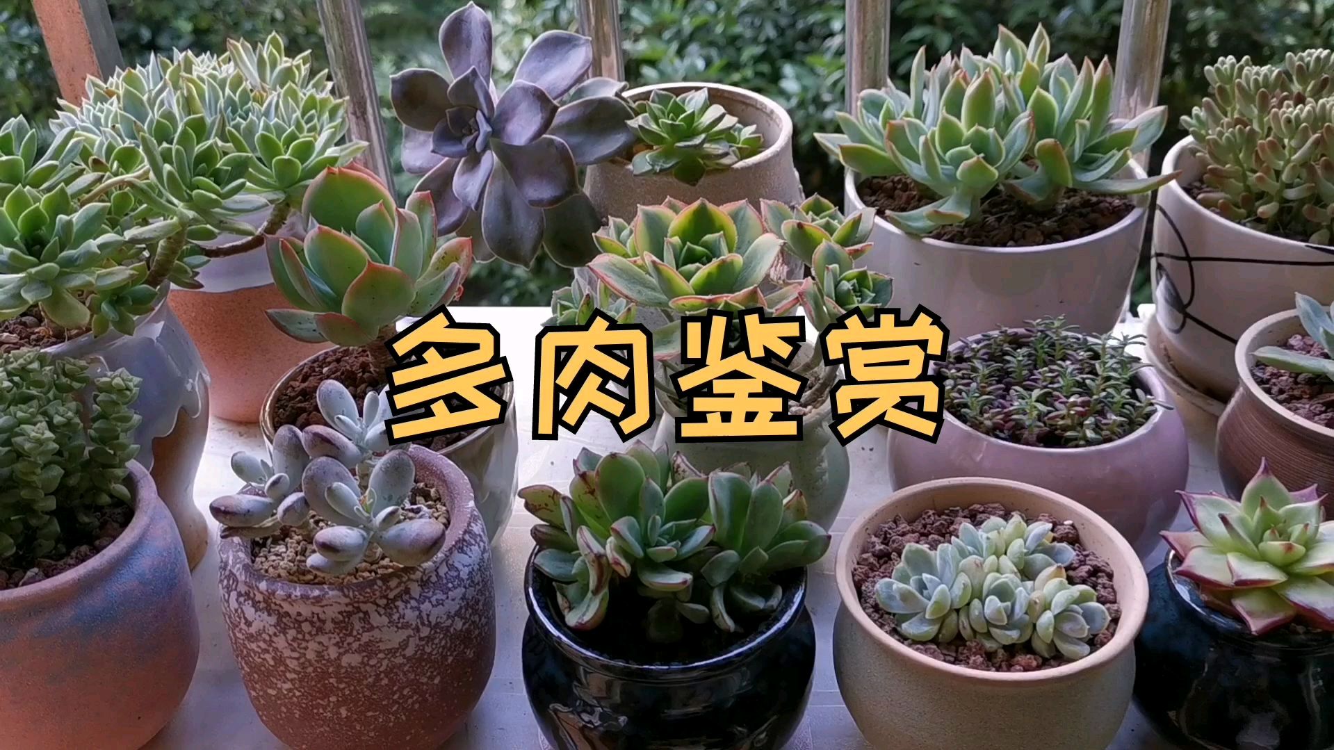 这50款多肉品种您都认识吗?看看您家养了几种?