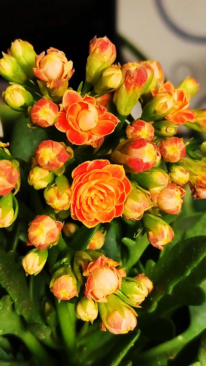 养护金狐狸长寿花用三个技巧,花开艳丽花苞多