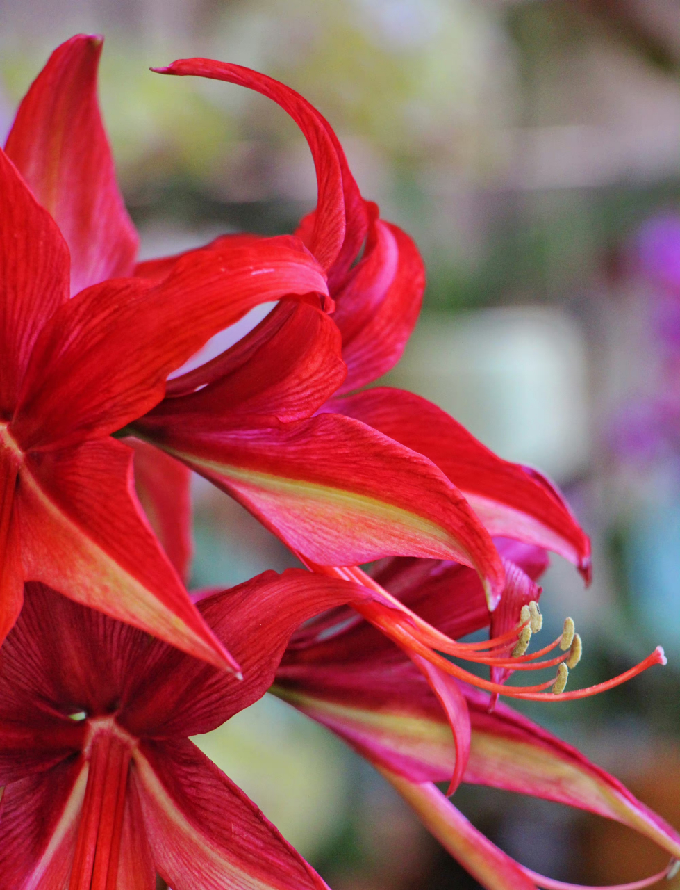 朱顶红 拉巴斯 依然是细瓣长蕊的典型代表.