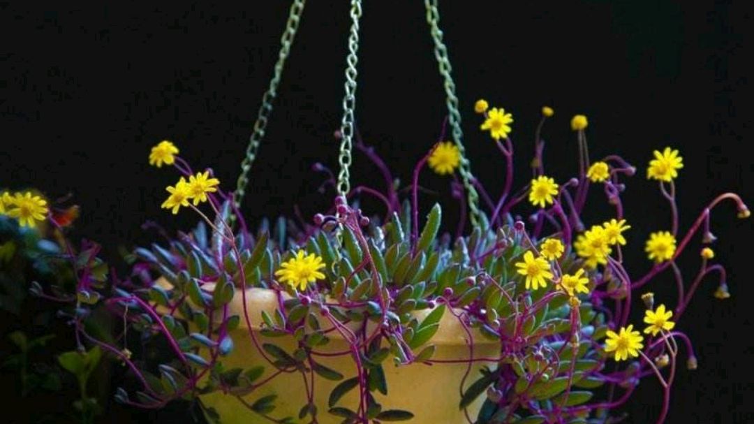 适合新手养的多肉,夏天“不休眠”,好养长得快,很漂亮