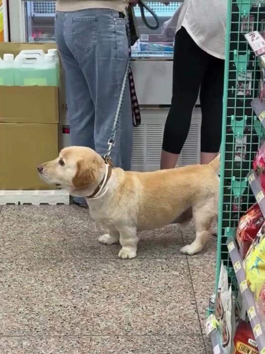 科普分享18种串串狗,看你认识几种?