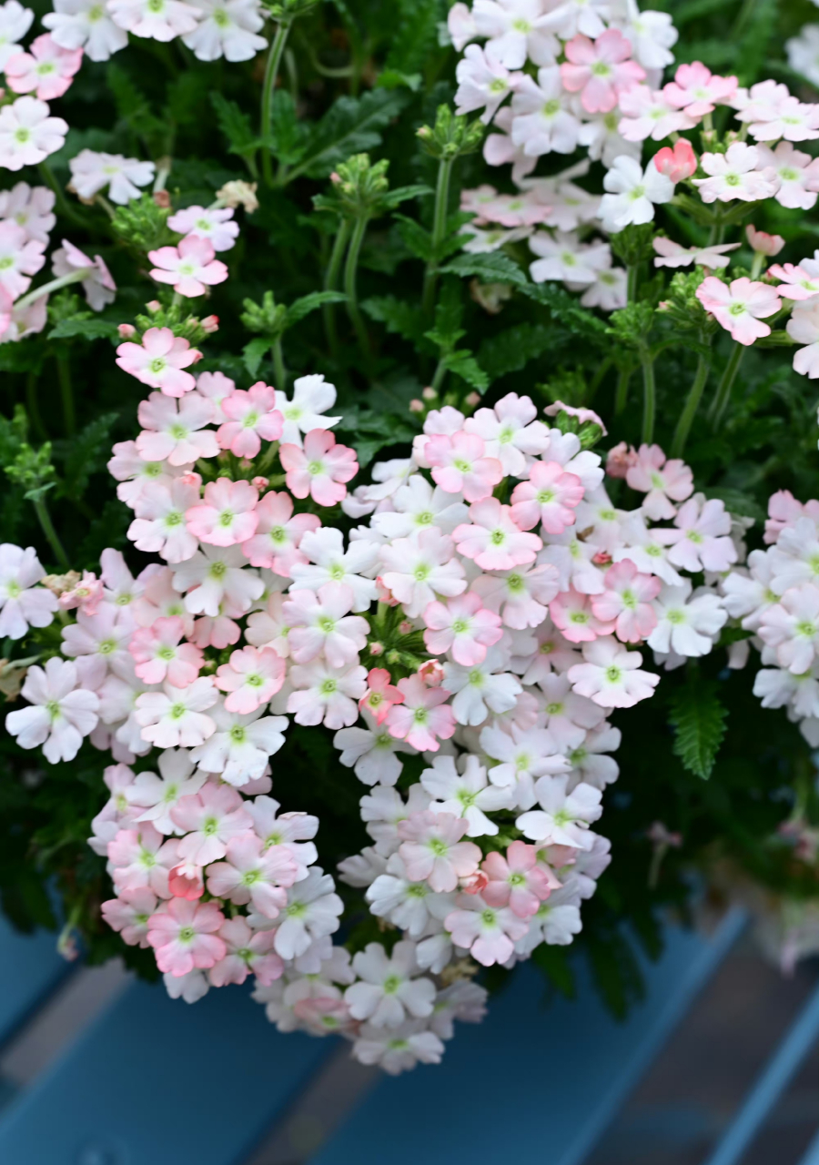 美女樱,桃色,个人最爱的颜色之一 67