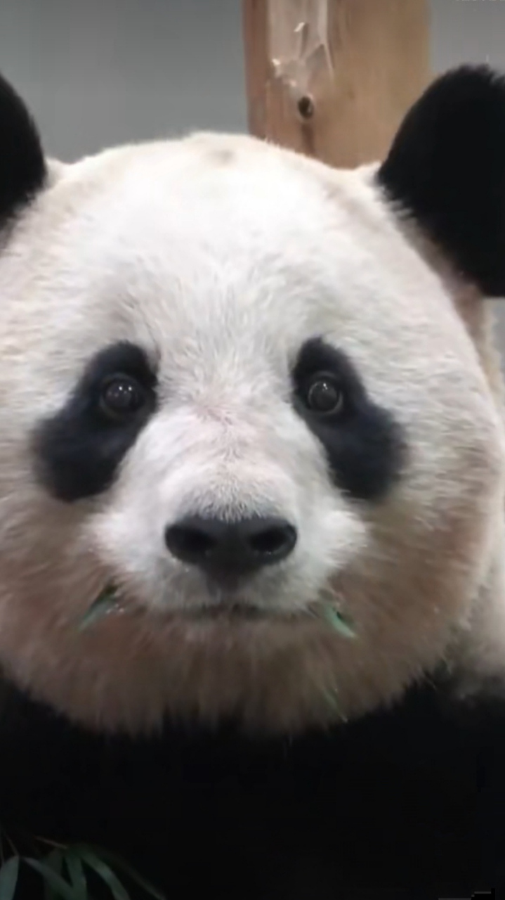 熊猫界最标准的证件照  她叫樱浜,知道有粉丝在拍照,摆了个标准的pose