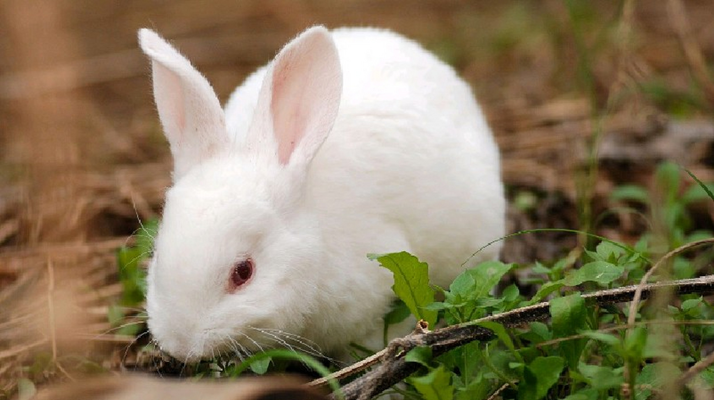 小蚂蚱说,第一阶段,不以物喜,不以己悲.