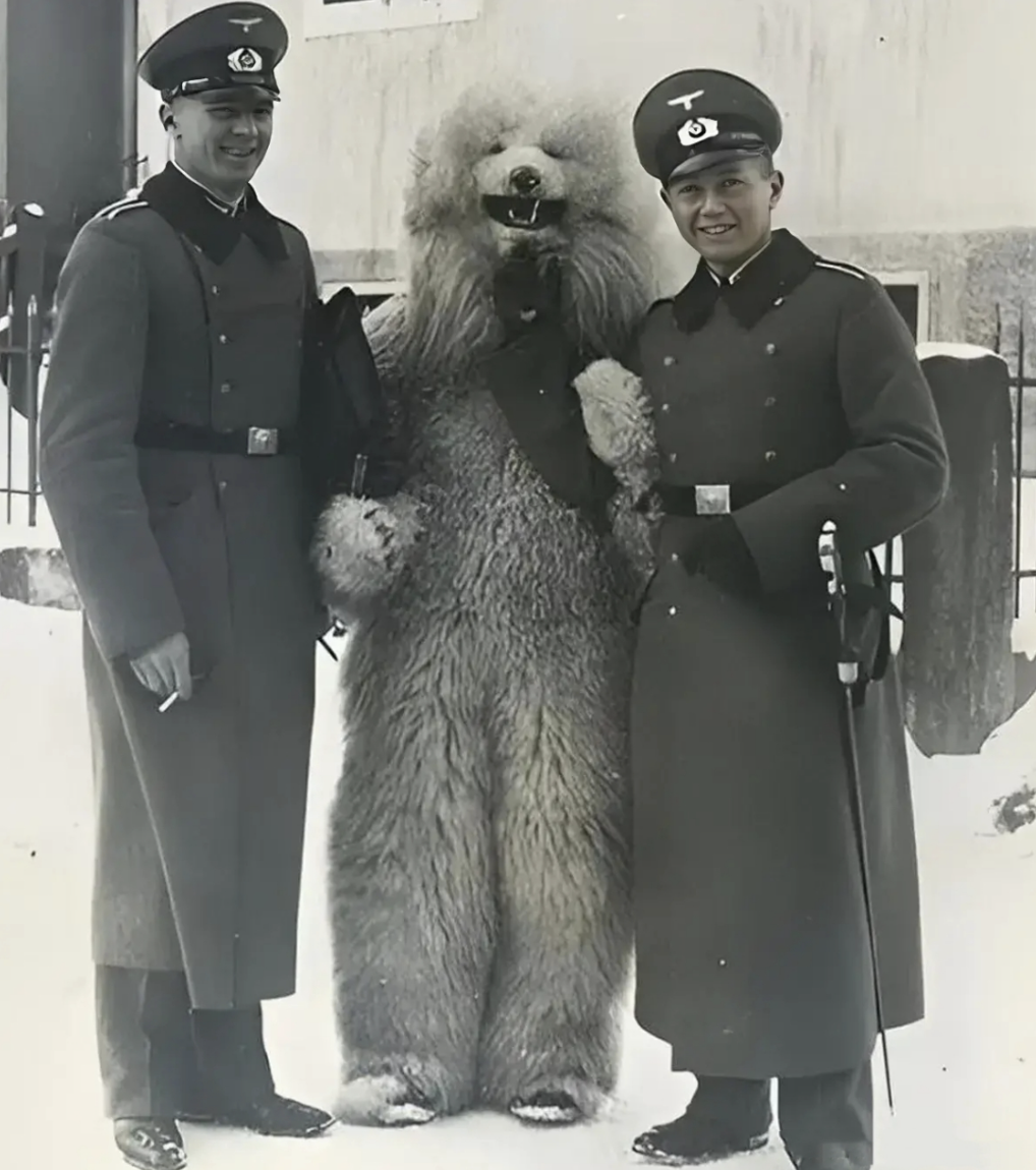 一只拥有军衔的熊:二战中战功赫赫,扛过炮弹,揍过德国士兵