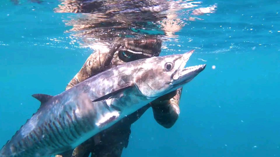 潜入海底捕鱼,海水太清澈,鱼枪所至弹无虚发,收获各种类型大鱼