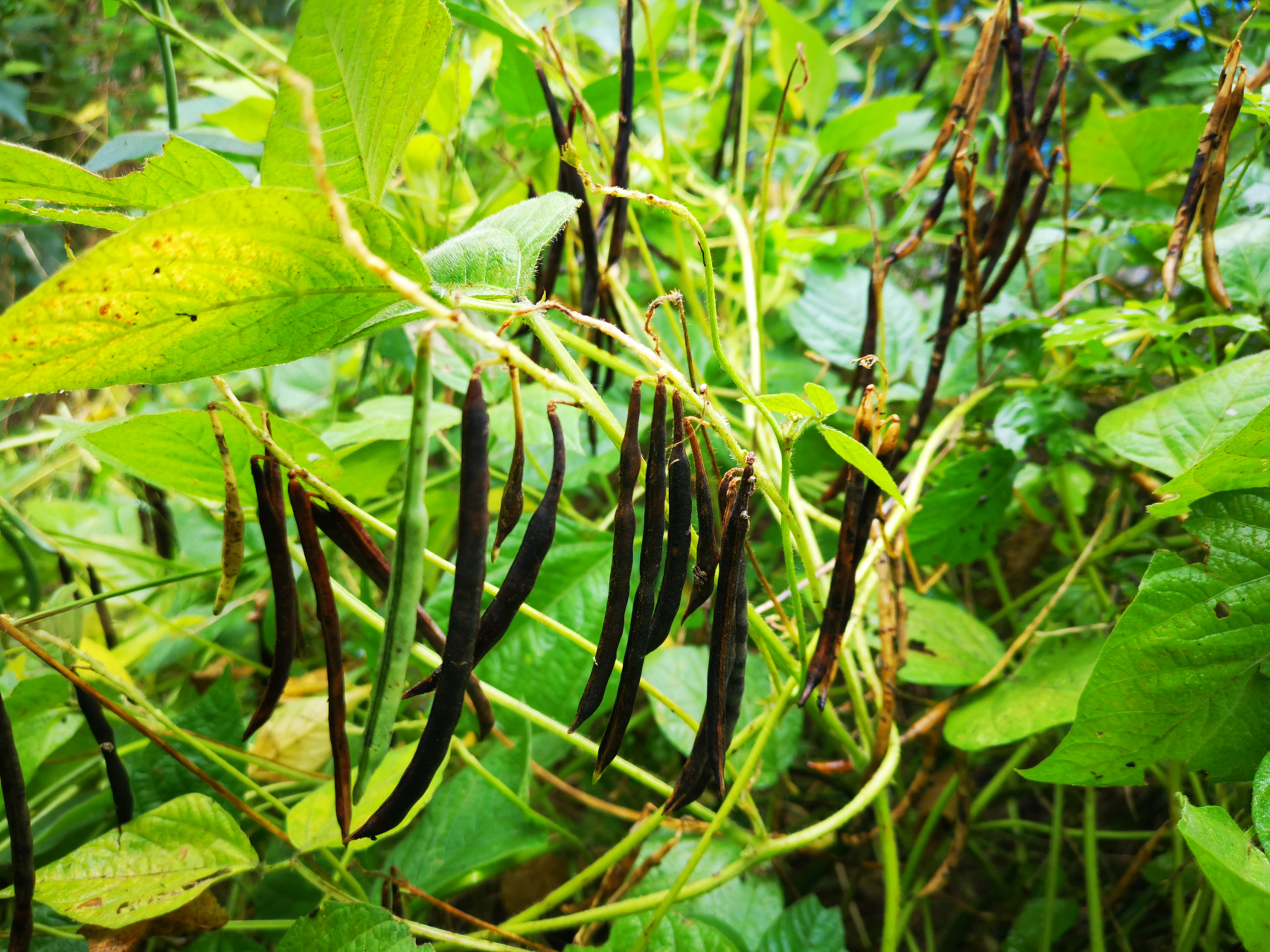 野生豇豆植物图片大全图片