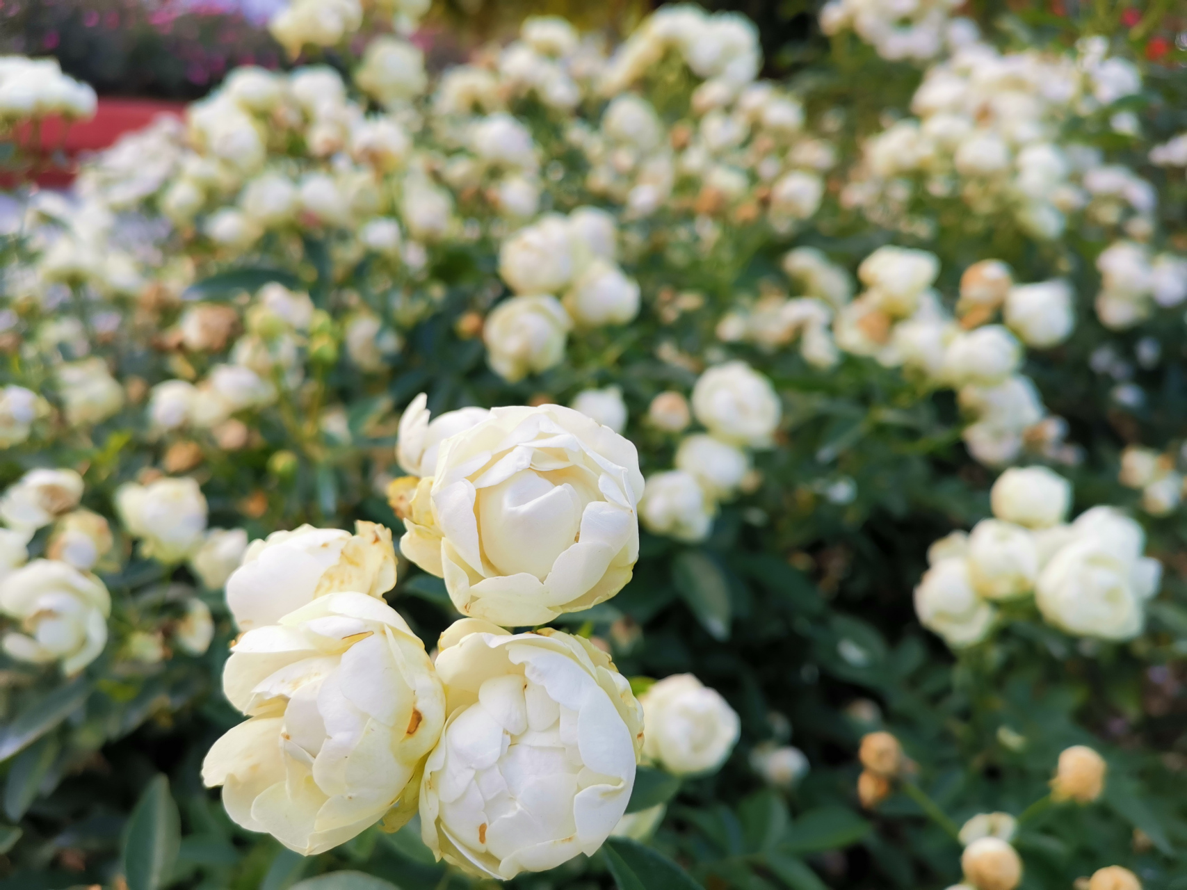 科斯特月季是1929年荷兰人科斯特(koster)培育,微型月季,多头群开