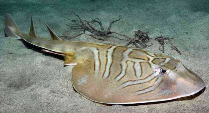 stingray是什么鱼