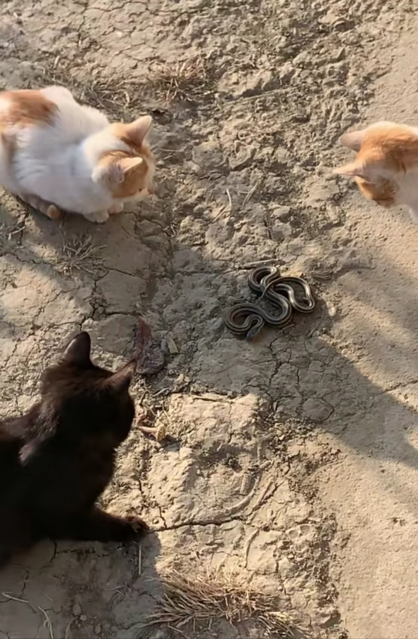 三只猫与一条蛇耗上了,看样子蛇凶多吉少!