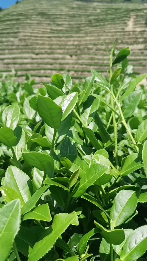 燕山画派美术馆福建安溪铁观音茶园基地-度小视