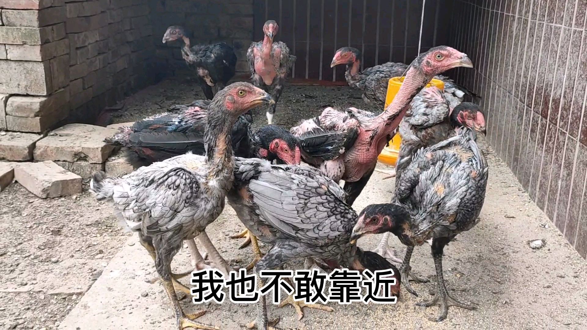 农村小伙在家养殖斗鸡,品种纯正,打架特别厉害