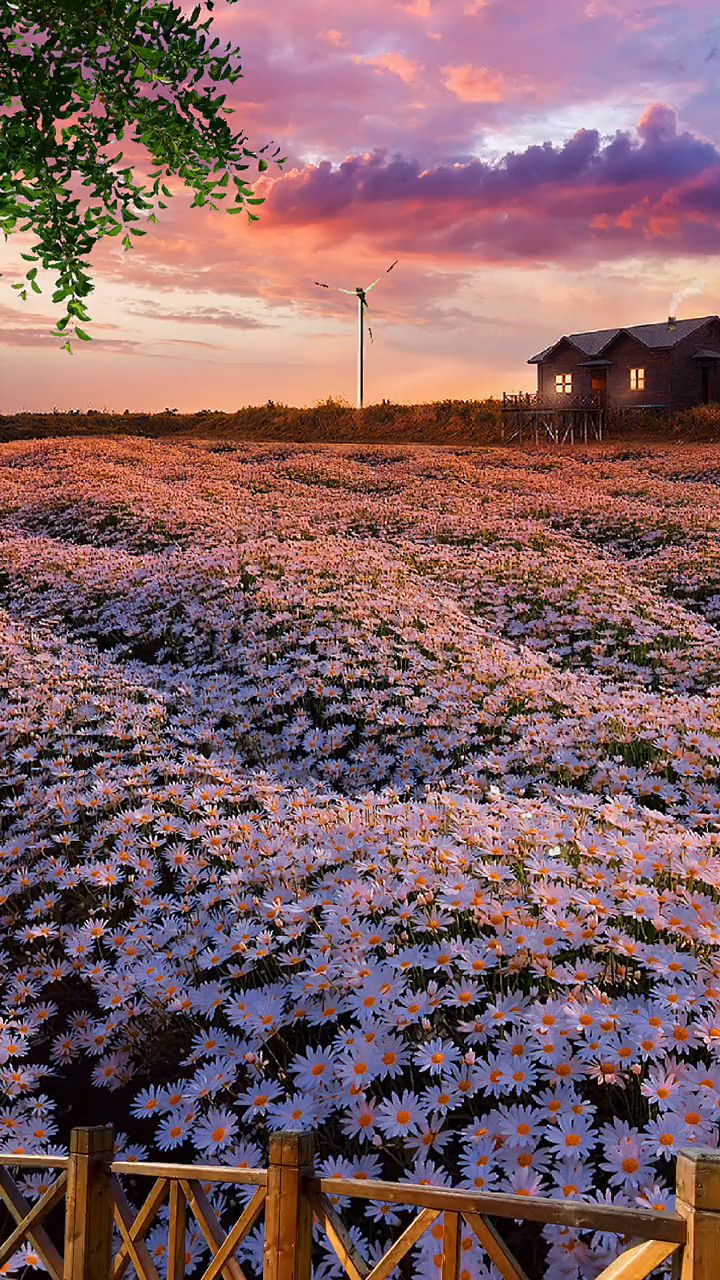 将所有的温柔与爱意,化作这片花海送给你!#治愈系风景