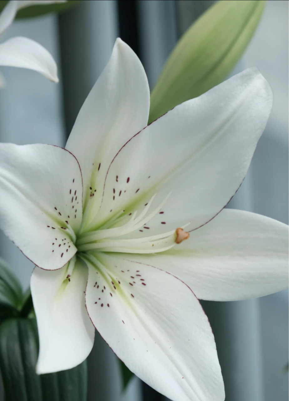 眼线百合花开啦  好漂亮