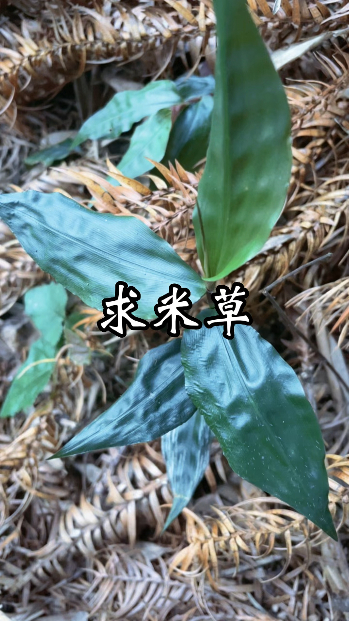 求米草的用途你知道吗?