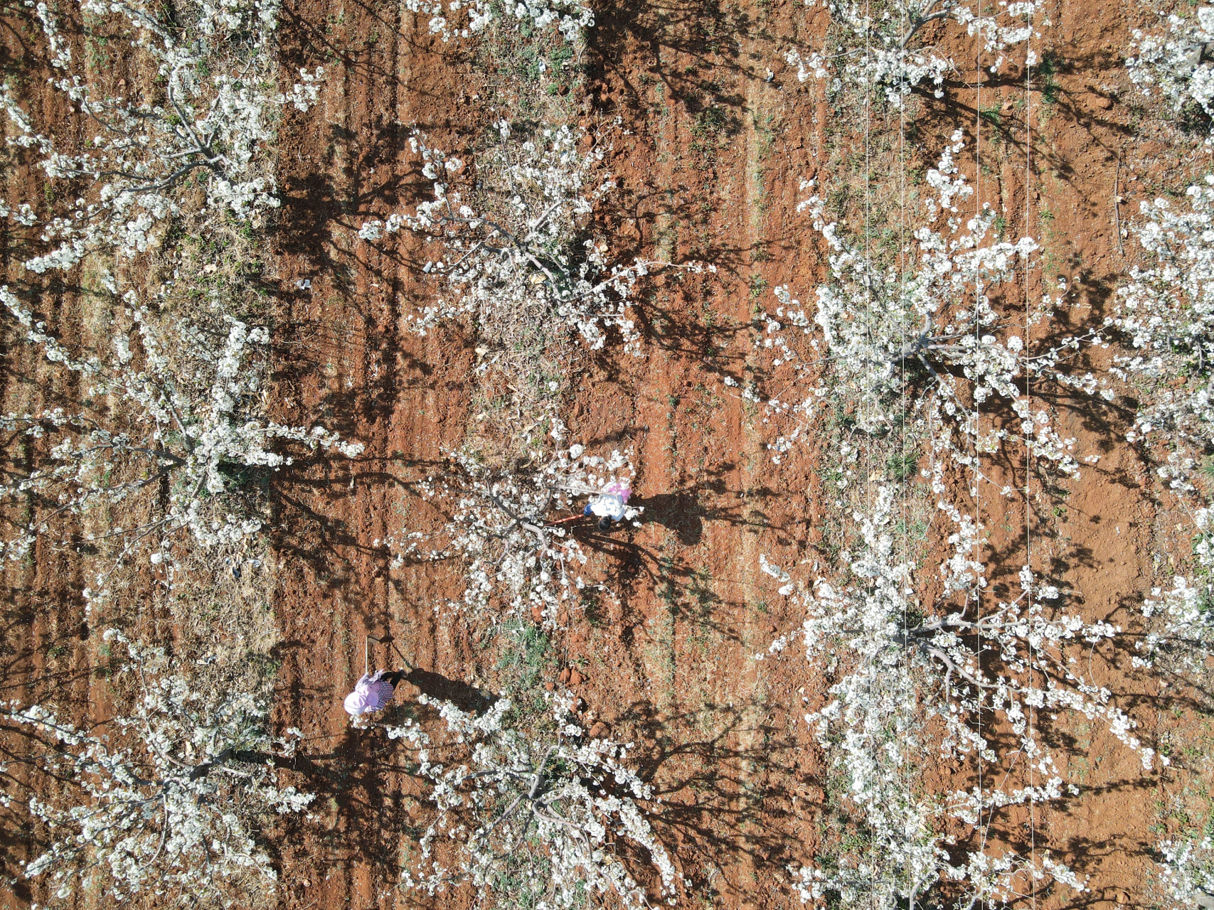 孝尊木梨# 产自丽江玉龙雪山脚下,生长于海拔2000～2800米的高原梨